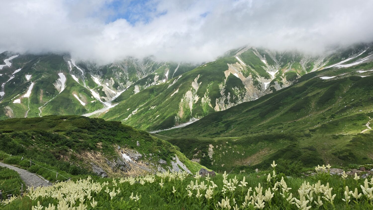 고산 야생화