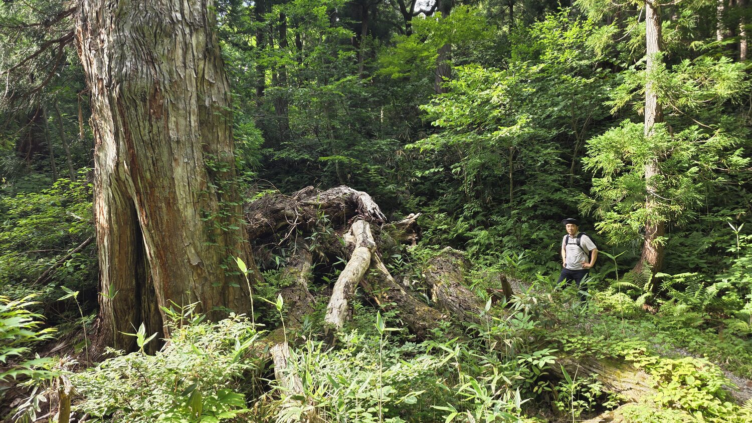 삼나무 산책로